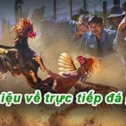 đá gà trực tiếp bầu 67