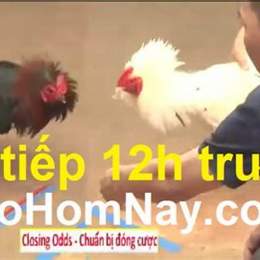 đá gà trực tiếp bình luận thomo