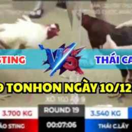 đá gà trực tiếp bồ tonhon hôm nay