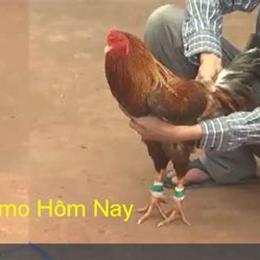 đá gà trực tiếp campuchia bình luận