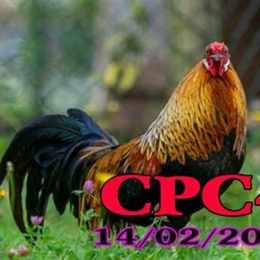 đá gà trực tiếp cpc4 congaden c4