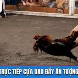 da ga truc tiep cựa dao