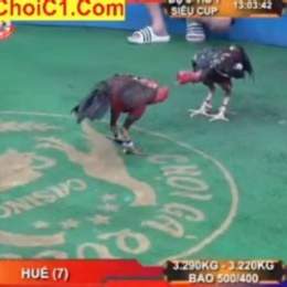 đá gà trực tiếp cúp c1 hôm nay