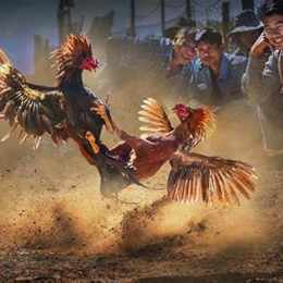 đá gà trực tiếp địa chỉ uy tín