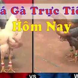 đã gà trực tiếp gà rừng