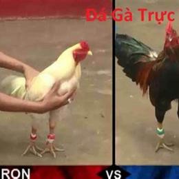 đá gà trực tiếp hôm nay ton hon