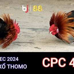 đá gà trực tiếp thomo 24 7 cpc4