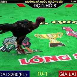đá gà trực tiếp thomo c1