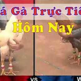 đã gà trực tiếp to mo c3
