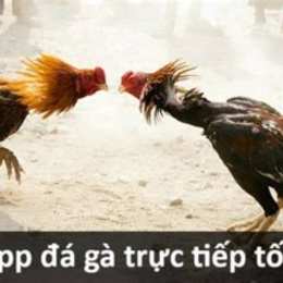 da ga truc tiep tot nhat viet nam