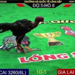 đá gà trực tiếp trang 67