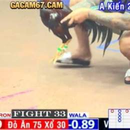 đá gà trực tiếp trang bình luận viên