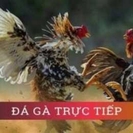 đa ga truc tiep vhđ