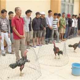 đá gà trường c2