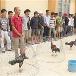 đá gà trường c3