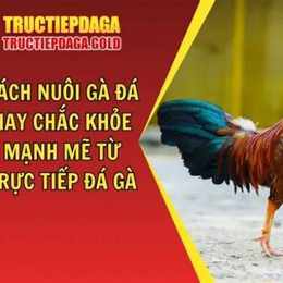 đá gà từ đó