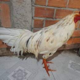 da ga vinh long