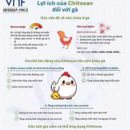 da ga .vn