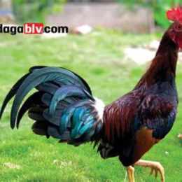 đá gà xanh mồng trích