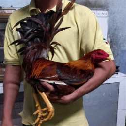 đá gà xuyên quốc gia