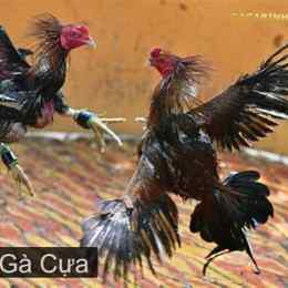 đá giải gà tre