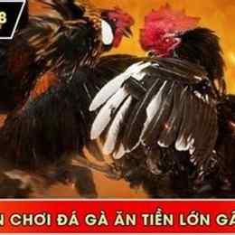 daga88 xem trực tiếp đá gà
