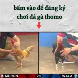 đăng ký đá gà thomo