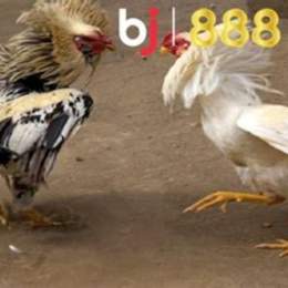 gà 3kg đá cựa bao nhiêu