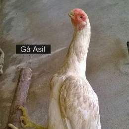 gà asil đá cựa tròn