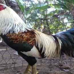 gà bạch đầu chỉ đá thomo