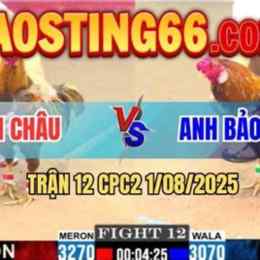 gà bảo sting đá