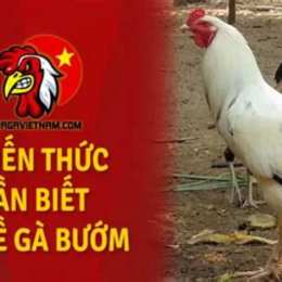 gà bướm đá ngày nào tốt nhất