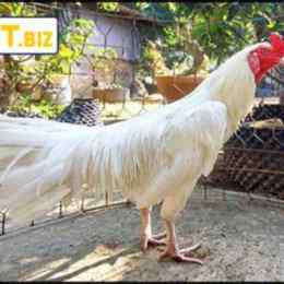 gà bướm đá ngày nào