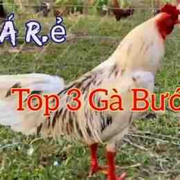 gà bướm đá