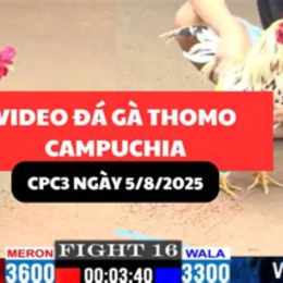 gà camelo hưng cần thơ đá giải