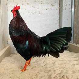 gà camelo hưng cần thơ đá