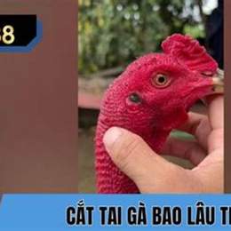 gà cắt tai bao lâu thì đá được