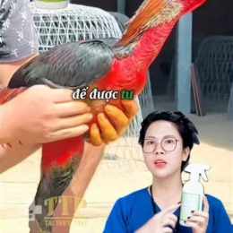 gà chọi bị khô da phải làm sao