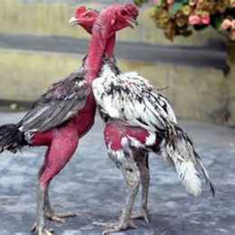 gà chọi đá về bị đau chân
