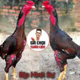 gà chọi tuấn cận đá nhau