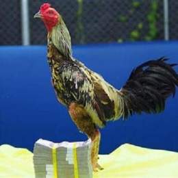 gà chọi xám thần đá