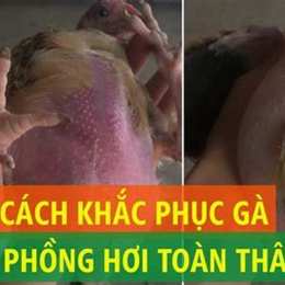 gà con bị phồng hơi dưới da