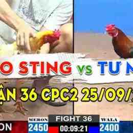 gà cú bảo sting đá giải