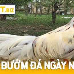 gà cú đá ngày nào tốt