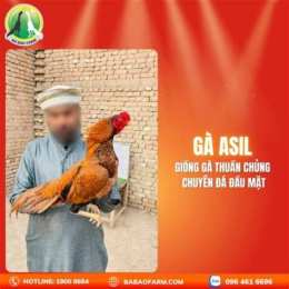 gà đá 77