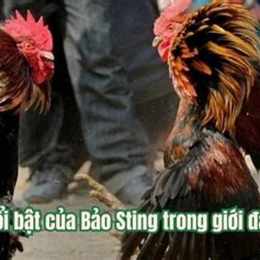 gà đá bảo sting