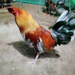 gà đá bến tre mới nhất