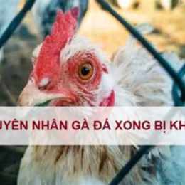 gà đá bị khò khè