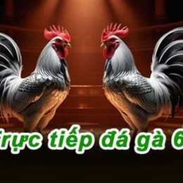 gà đá c2 trực tiếp