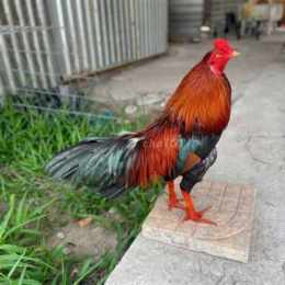gà đá chợ tốt cần thơ